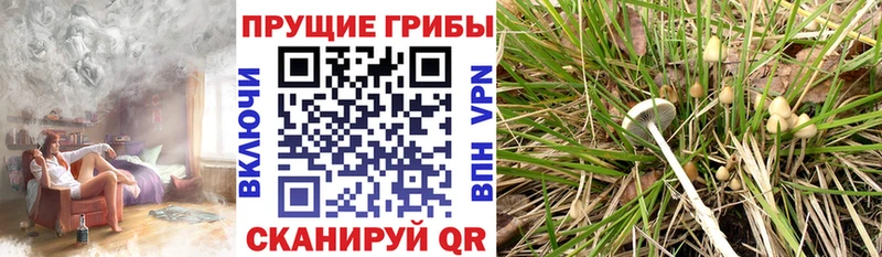 Псилоцибиновые грибы Psilocybine cubensis  где продают   Бологое 